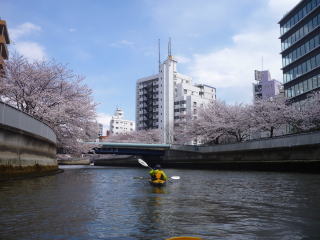 お花見桜とカヌー